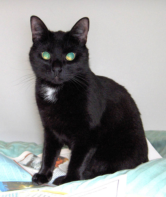 Elli_050312_b Our cat 'Elli'.