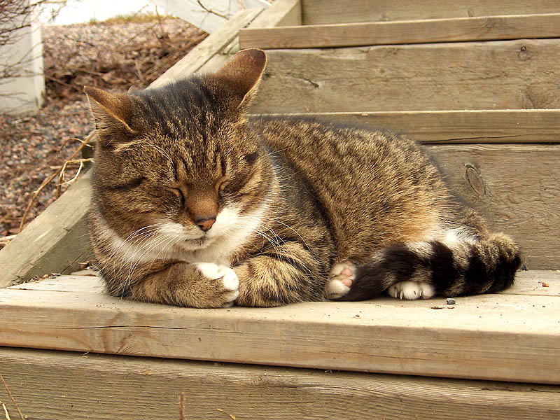 sleeping_cat 