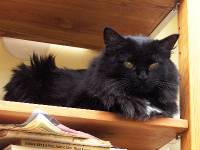 HPIM4015-a Our cat 'Emilia'.