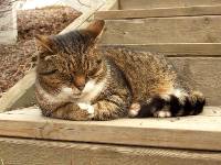 sleeping_cat 