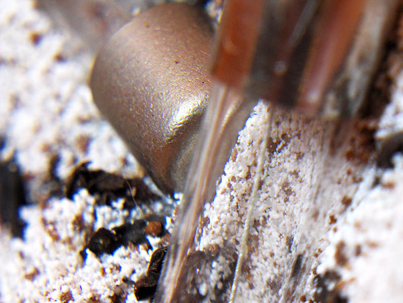 HPIM4209-b I used a plastic uncoated magnifying lens as close-up lens and
improvised lighting with normal room lights, a white LED flashlight and some reflecting material.