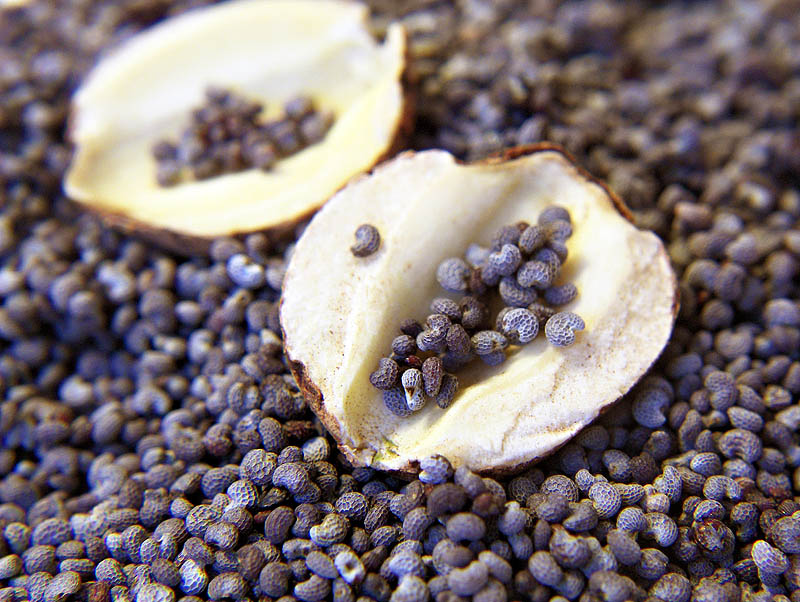 HPIM4321-b I used a plastic uncoated magnifying lens as close-up lens and
improvised lighting with normal room lights, a white LED flashlight and some reflecting material.